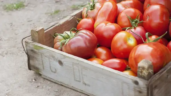 El truco de almacenamiento que necesitas para mantener los tomates frescos por mucho más tiempo