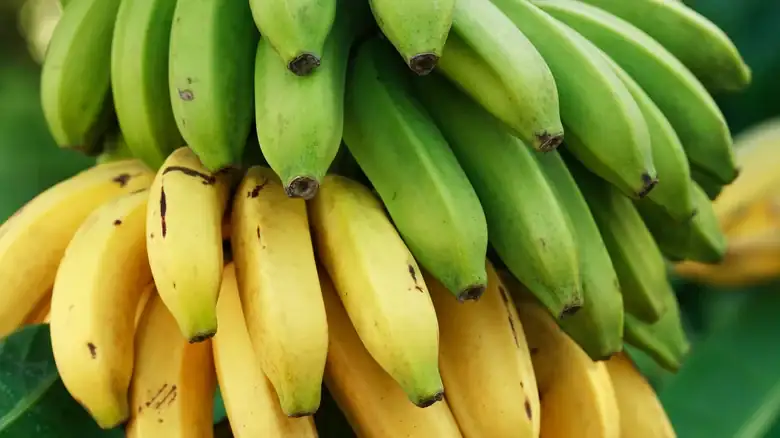 La forma más sencilla de saber cuándo está maduro el plátano macho