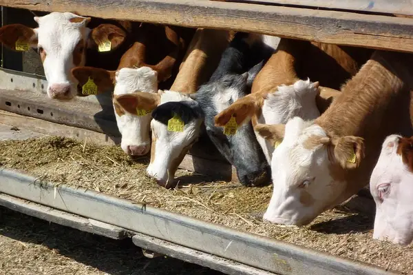 EXCLUSIVA: Beef Alliance lanza un concurso pionero para startups con el objetivo de modernizar tecnológicamente los corrales de engorde.